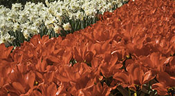 Red Tulips and White Daffadils